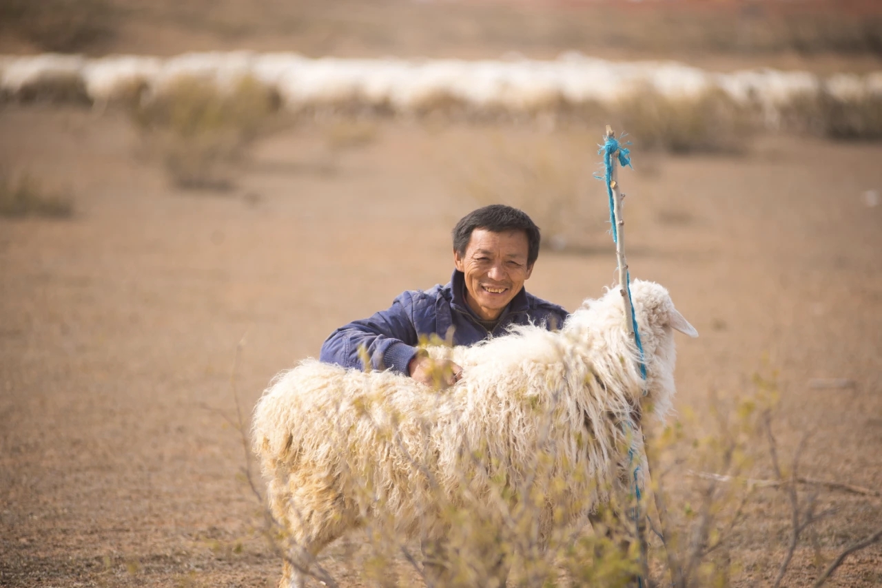 盐池滩羊文化之滩羊的起源
