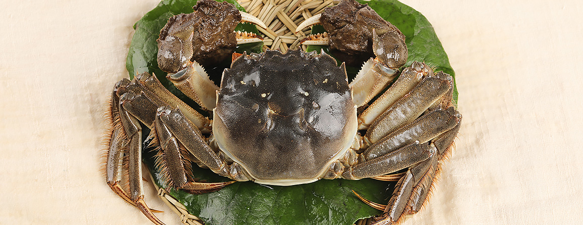 蟹体敦实，肉质饱满，蟹体与螯、爪间比例协调